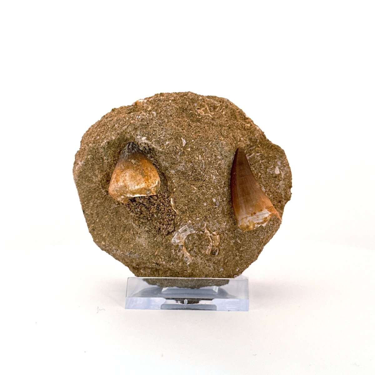 Mosasaur and Globidens Teeth on Matrix – Morocco, Late Cretaceous - FossilsAndMore