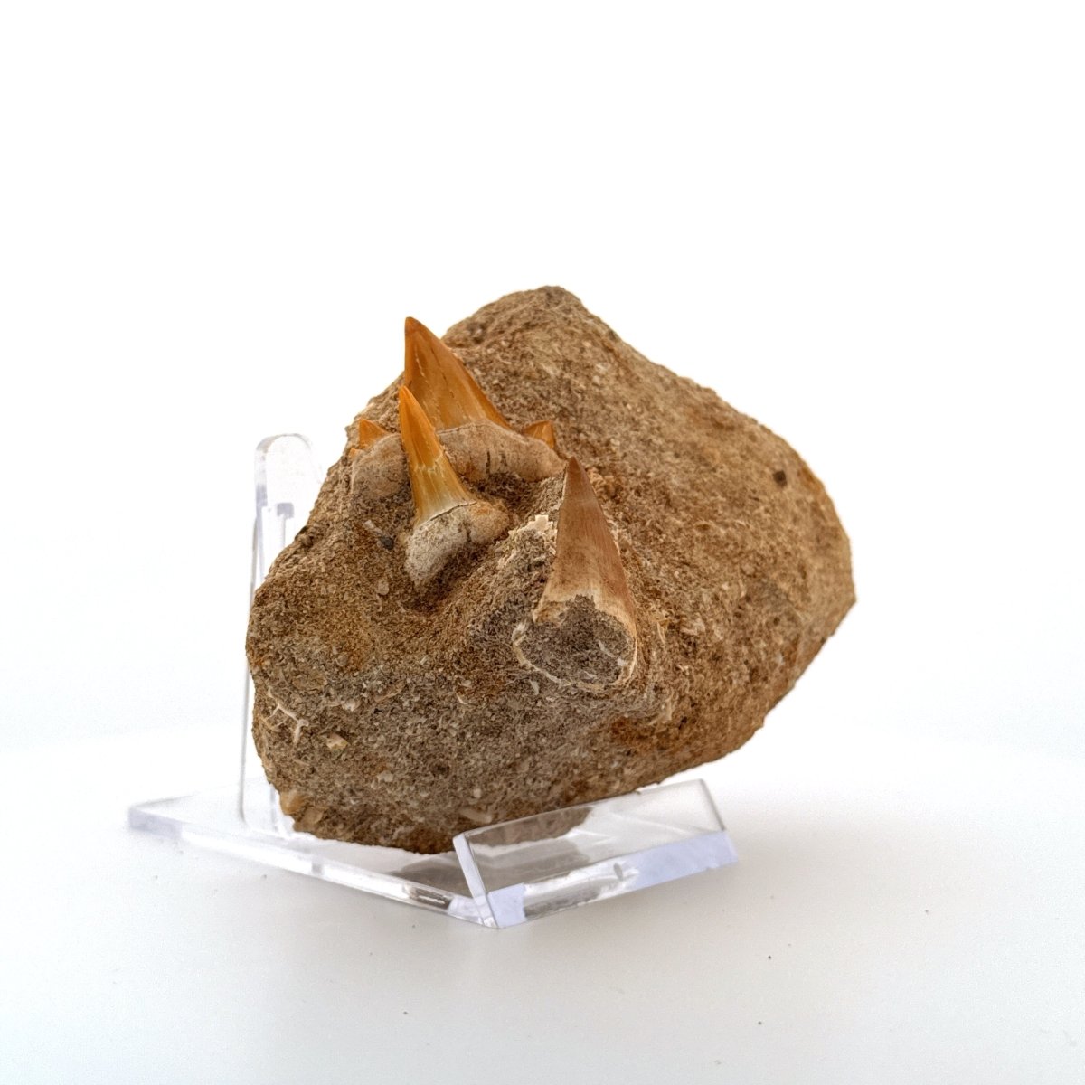 Mosasaur and Two Shark teeth fossils on Matrix – Morocco, Late Cretaceous - FossilsAndMore