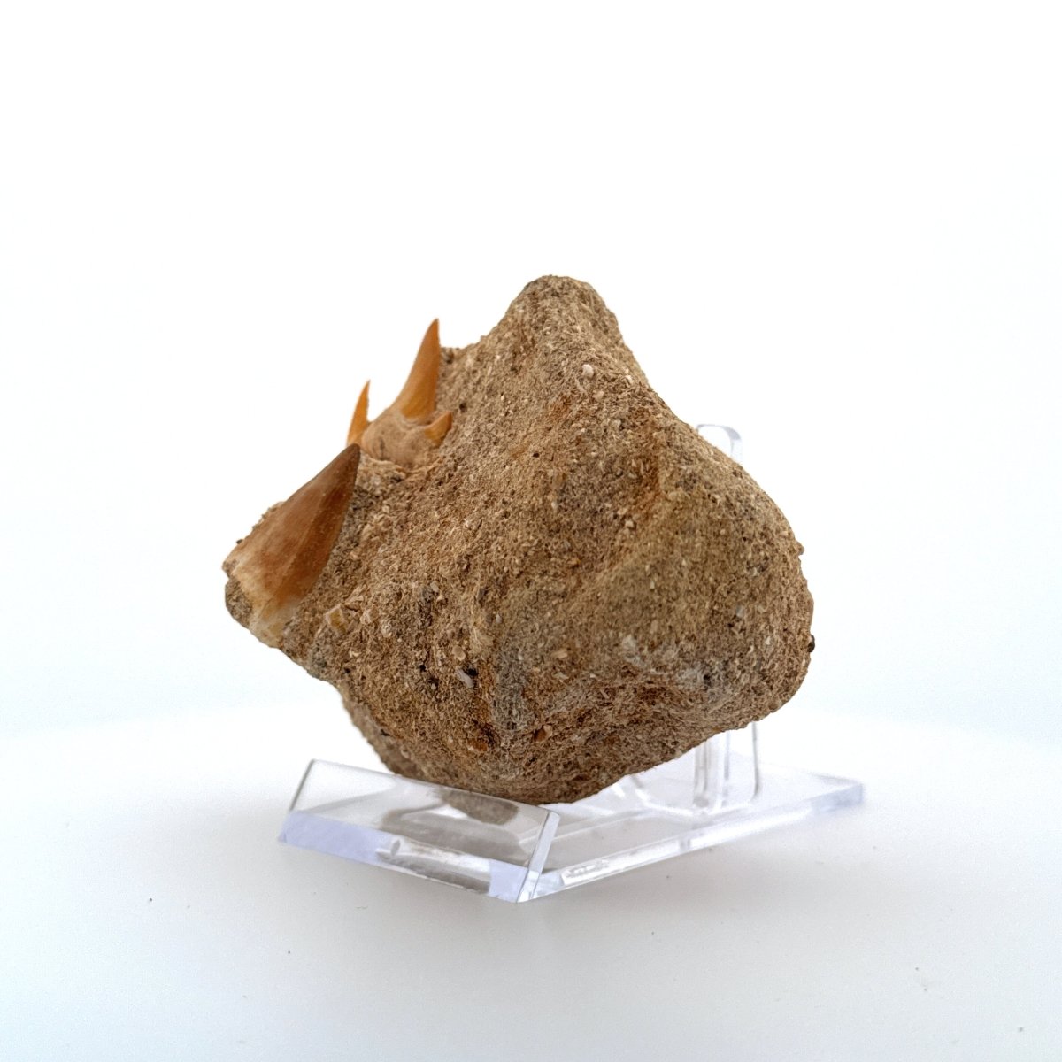 Mosasaur and Two Shark teeth fossils on Matrix – Morocco, Late Cretaceous - FossilsAndMore