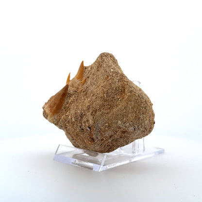 Mosasaur and Two Shark teeth fossils on Matrix – Morocco, Late Cretaceous - FossilsAndMore