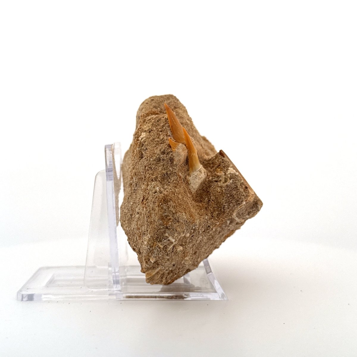 Mosasaur and Two Shark teeth fossils on Matrix – Morocco, Late Cretaceous - FossilsAndMore