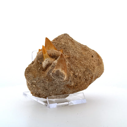 Mosasaur and Two Shark teeth fossils on Matrix – Morocco, Late Cretaceous - FossilsAndMore