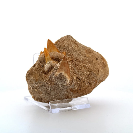 Mosasaur and Two Shark teeth fossils on Matrix – Morocco, Late Cretaceous - FossilsAndMore