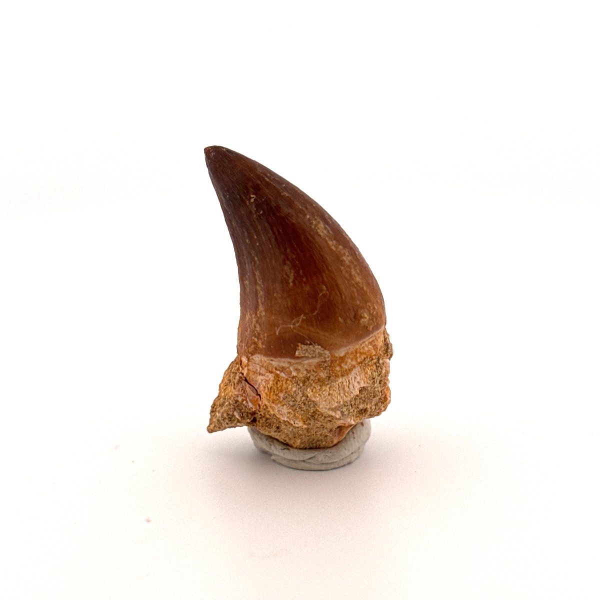 Mosasaur fossil tooth (0.92") from Morocco - FossilsAndMore