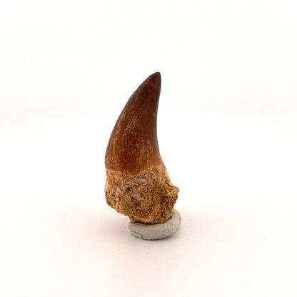 Mosasaur fossil tooth (0.92") from Morocco - FossilsAndMore
