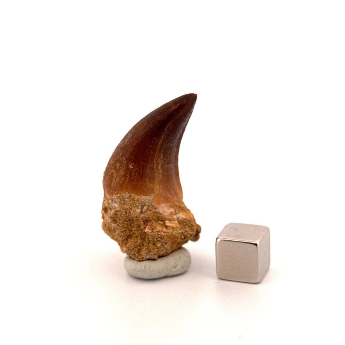 Mosasaur fossil tooth (0.92") from Morocco - FossilsAndMore