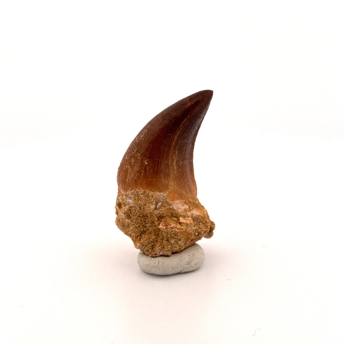 Mosasaur fossil tooth (0.92") from Morocco - FossilsAndMore
