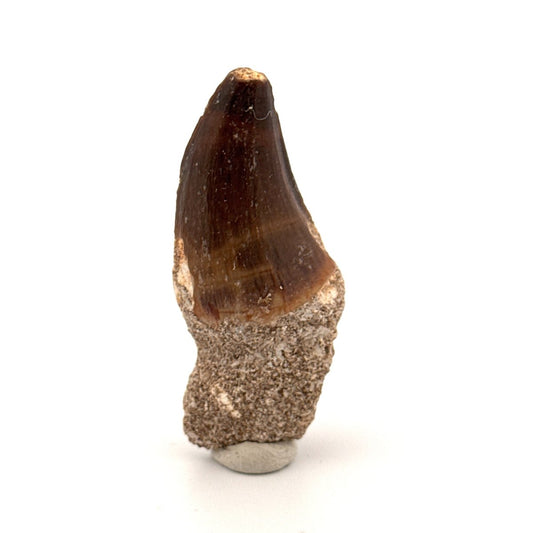 Mosasaur fossil tooth (1.22") from Morocco - FossilsAndMore