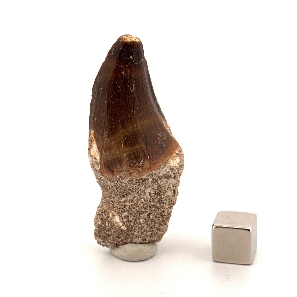 Mosasaur fossil tooth (1.22") from Morocco - FossilsAndMore
