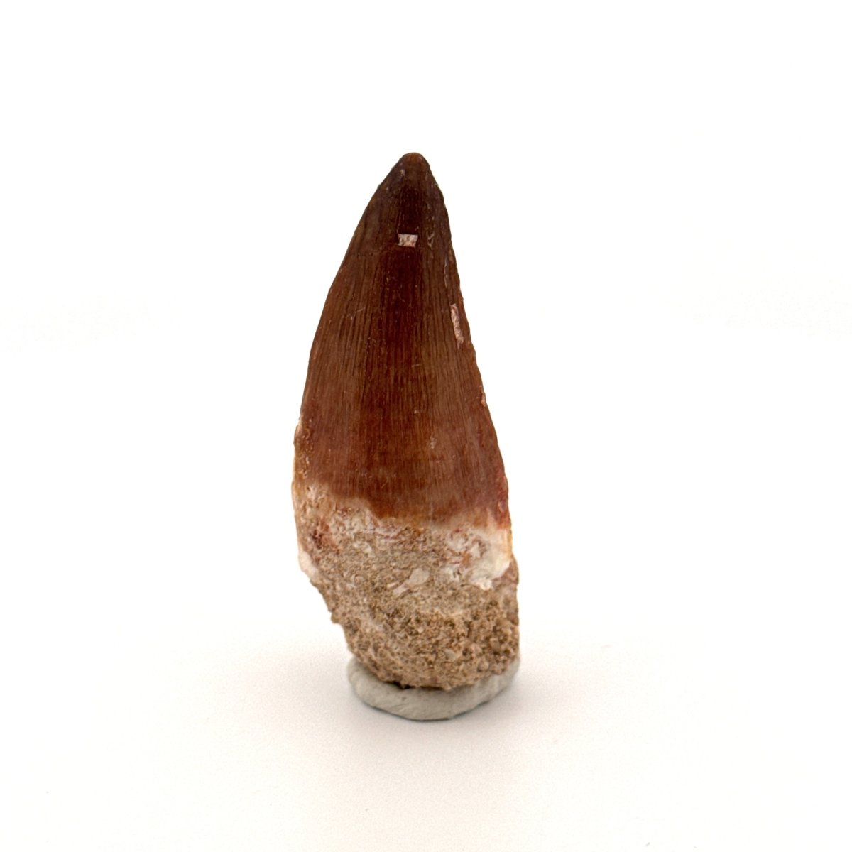 Mosasaur fossil tooth (1.40") from Morocco - FossilsAndMore