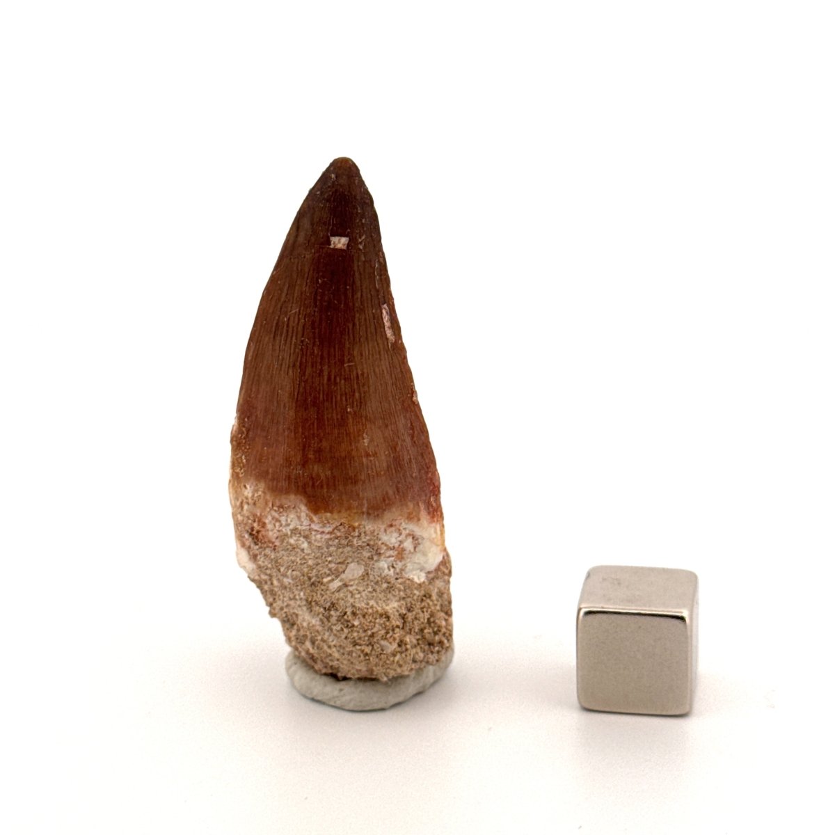 Mosasaur fossil tooth (1.40") from Morocco - FossilsAndMore