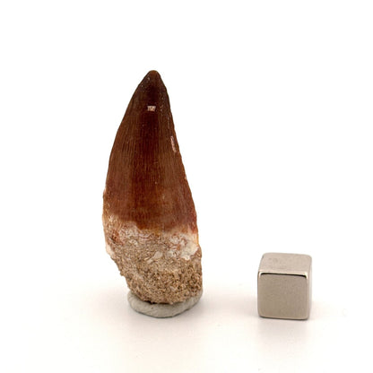 Mosasaur fossil tooth (1.40") from Morocco - FossilsAndMore