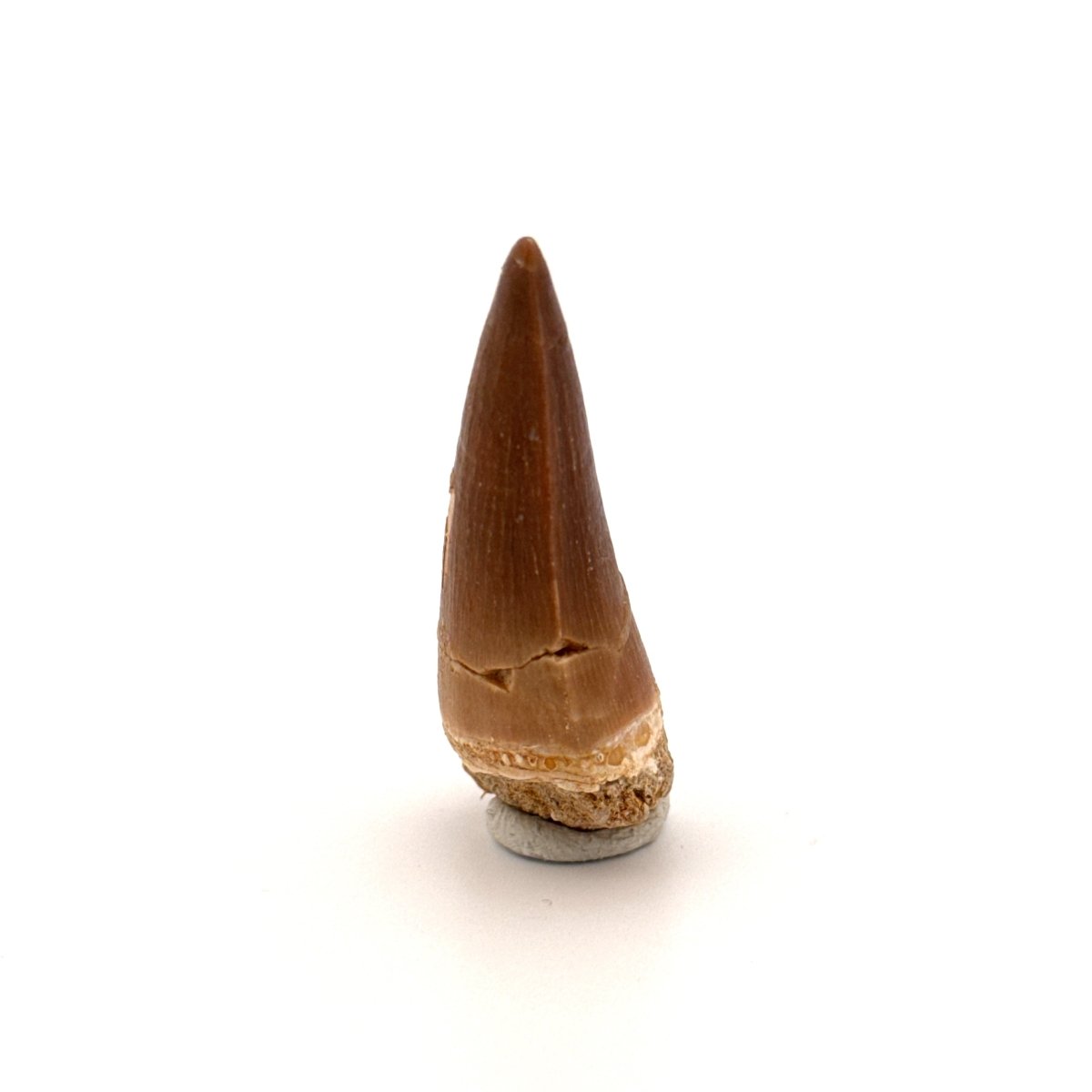 Mosasaur fossil tooth (1.47") from Morocco - FossilsAndMore