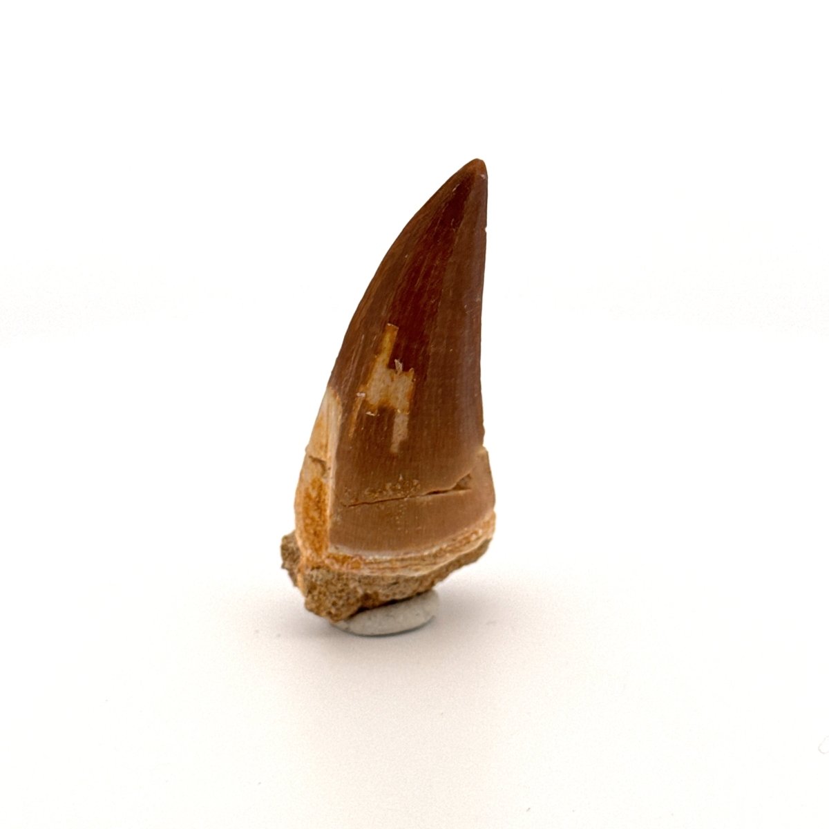 Mosasaur fossil tooth (1.47") from Morocco - FossilsAndMore