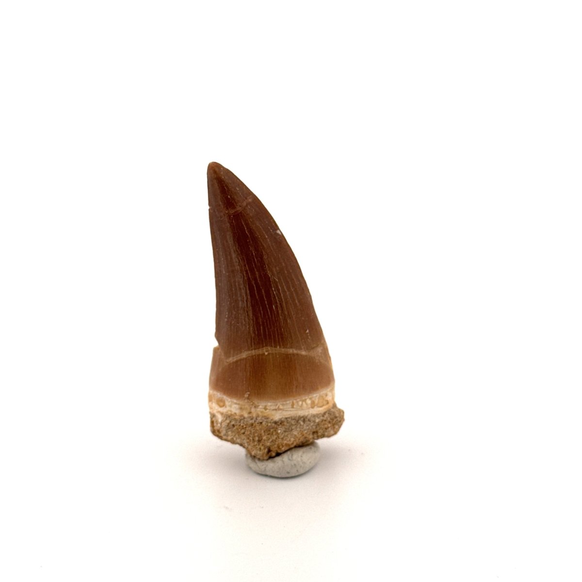 Mosasaur fossil tooth (1.47") from Morocco - FossilsAndMore