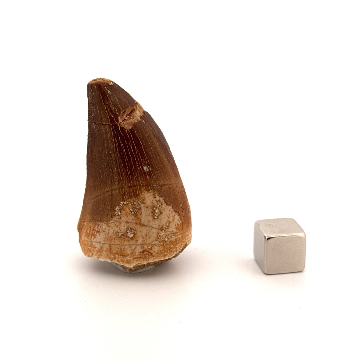 Mosasaur fossil tooth (1.74") from Morocco - FossilsAndMore