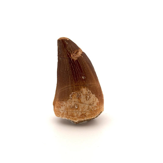 Mosasaur fossil tooth (1.74") from Morocco - FossilsAndMore