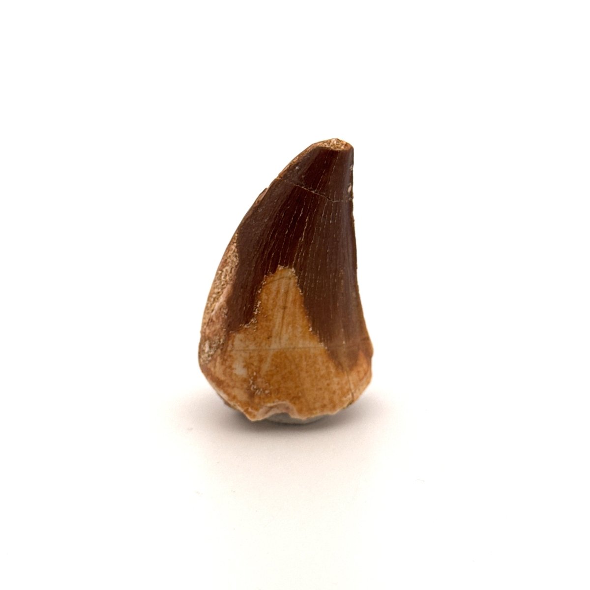 Mosasaur fossil tooth (1.74") from Morocco - FossilsAndMore