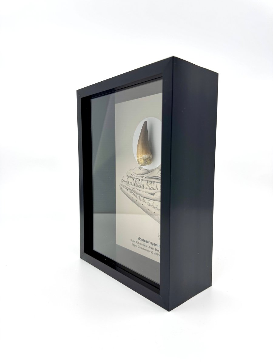 Mosasaur species Fossil Tooth in Large Deep Box Frame - FossilsAndMore
