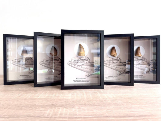 Mosasaur species Fossil Tooth in Large Deep Box Frame - FossilsAndMore