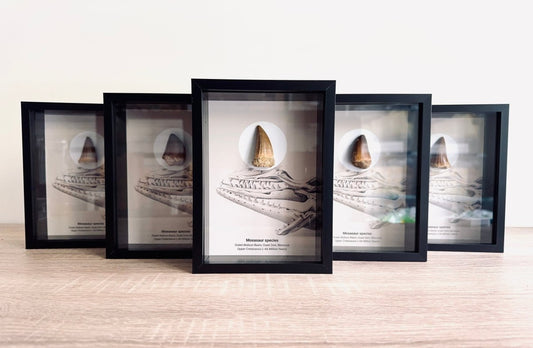 Mosasaur species Fossil Tooth in Large Deep Box Frame - FossilsAndMore