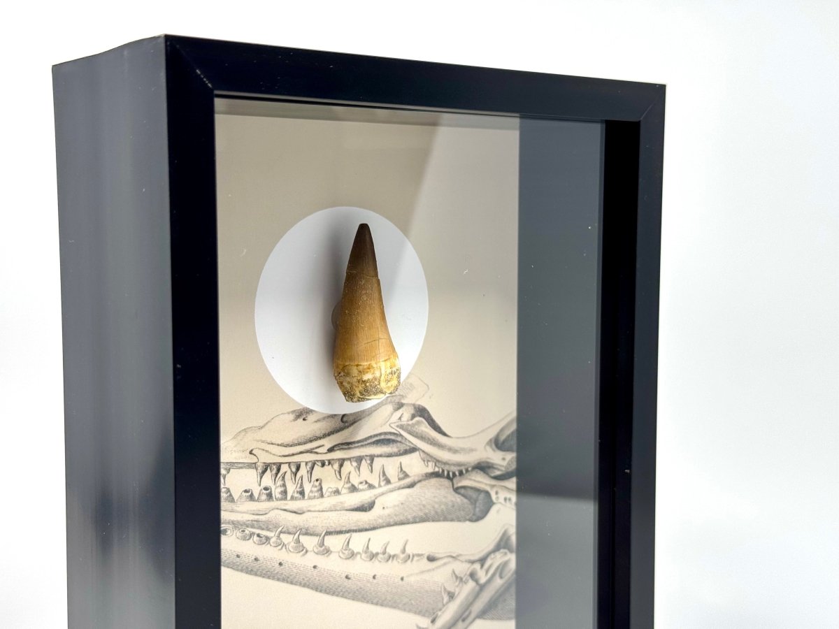 Mosasaur species Fossil Tooth in Large Deep Box Frame - FossilsAndMore