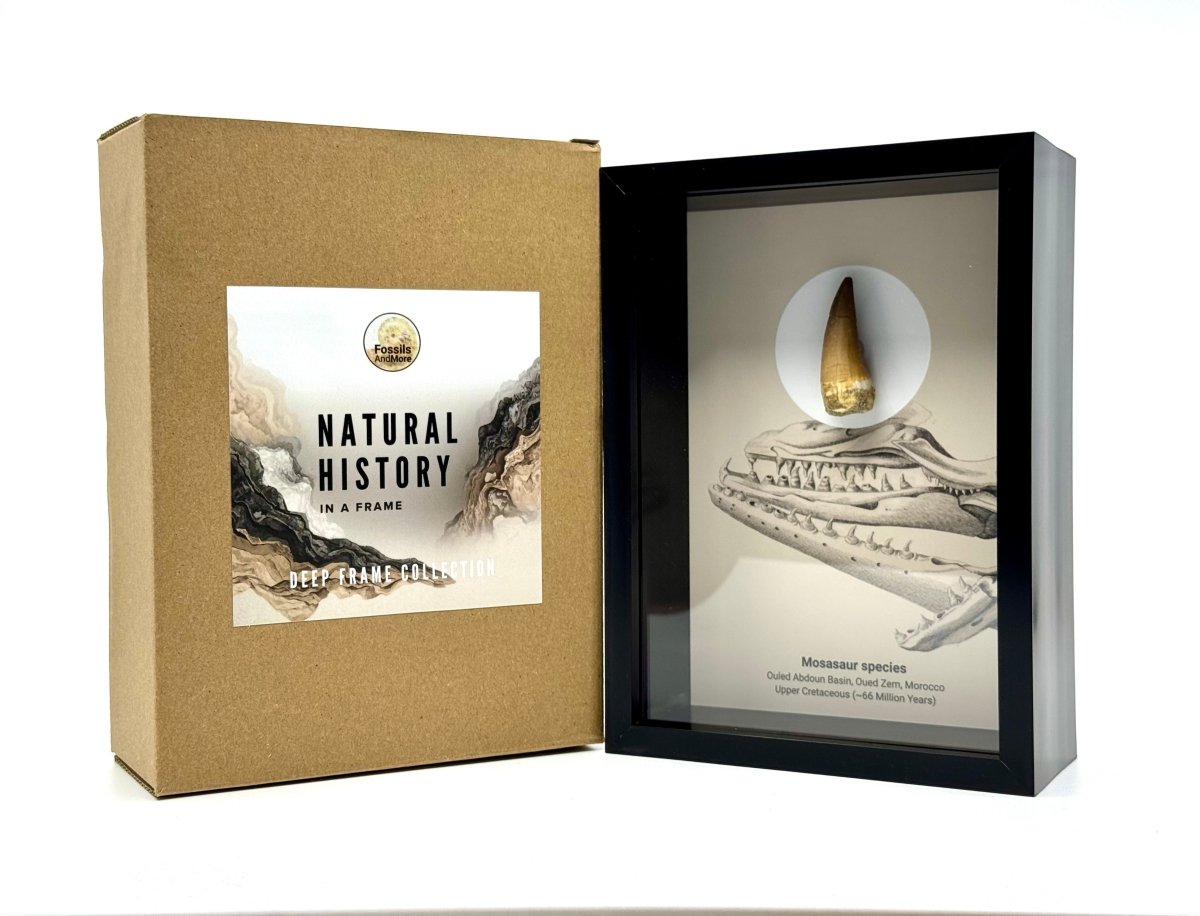Mosasaur species Fossil Tooth in Large Deep Box Frame - FossilsAndMore