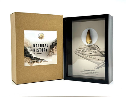 Mosasaur species Fossil Tooth in Large Deep Box Frame - FossilsAndMore