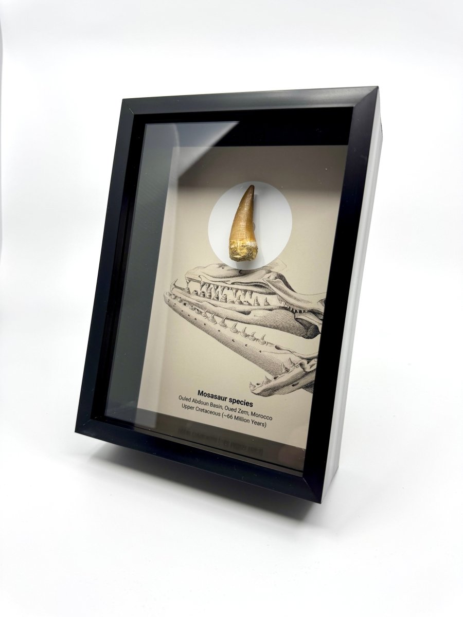 Mosasaur species Fossil Tooth in Large Deep Box Frame - FossilsAndMore