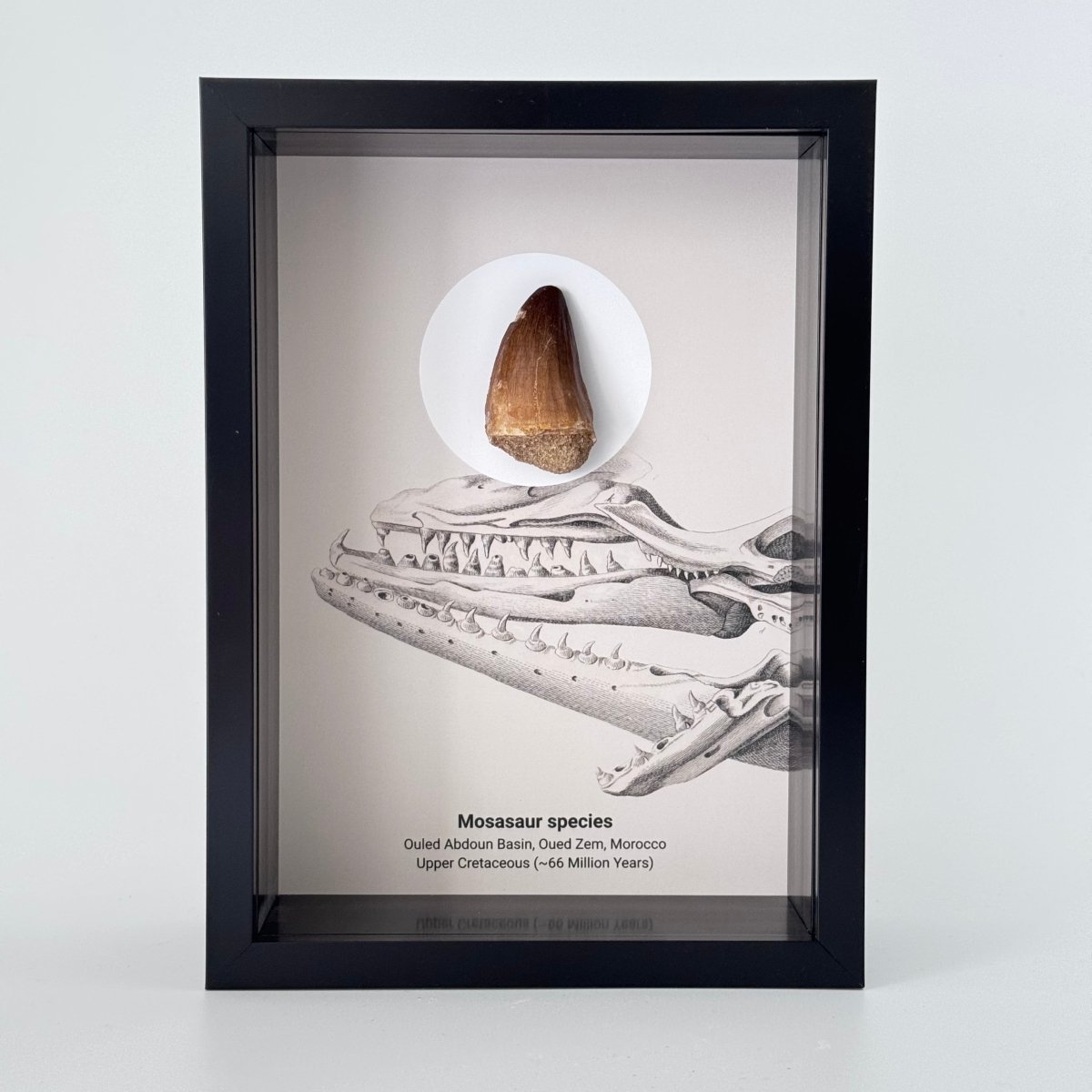 Mosasaur species Fossil Tooth in Large Deep Box Frame - FossilsAndMore
