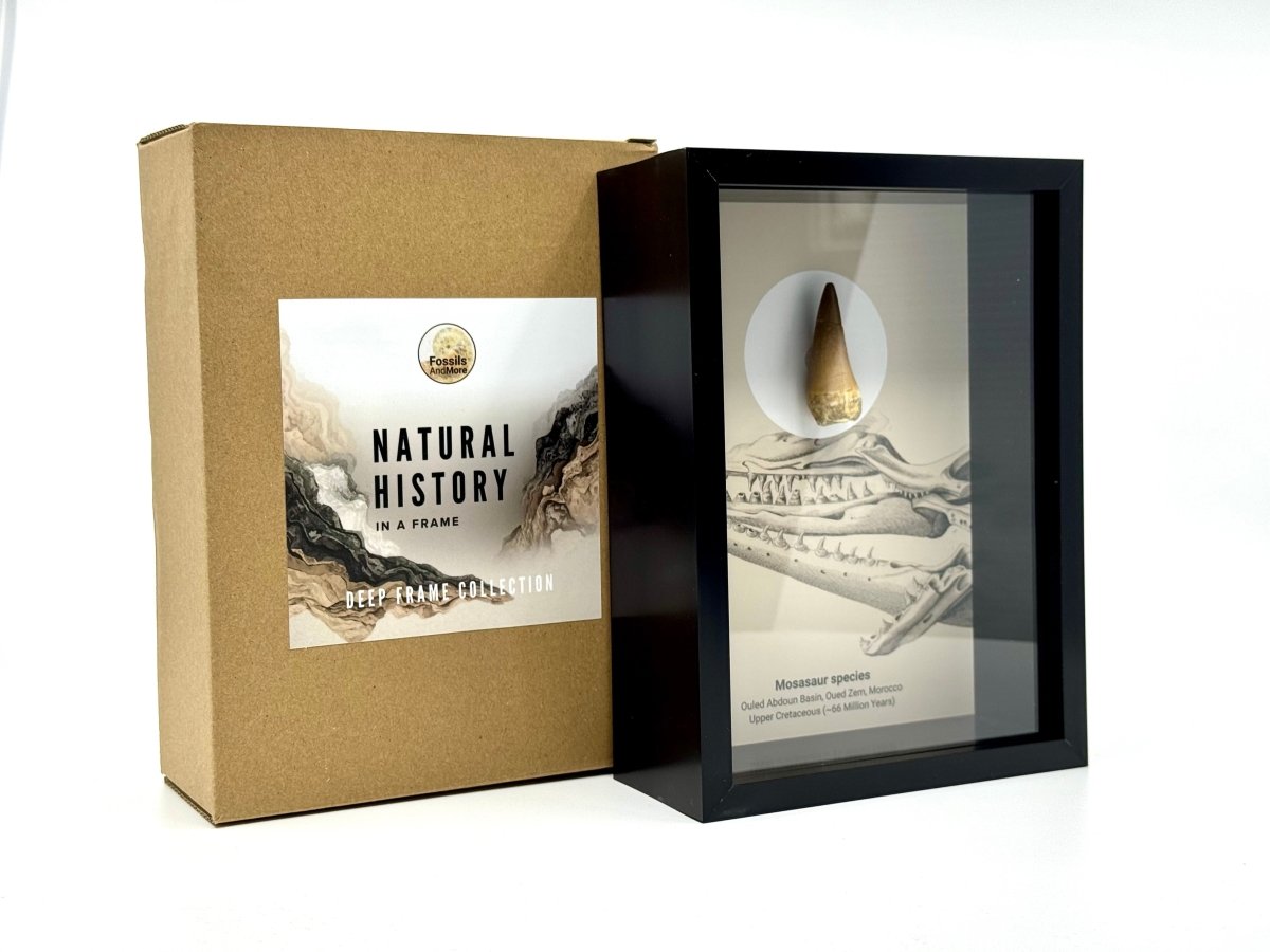 Mosasaur species Fossil Tooth in Large Deep Box Frame - FossilsAndMore