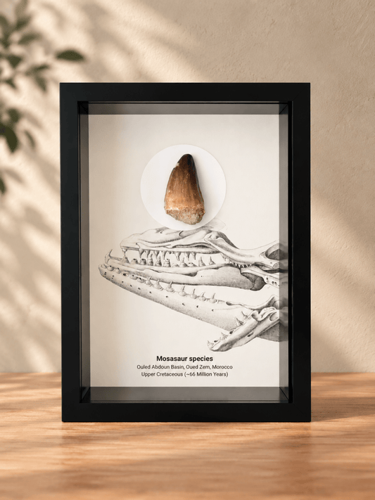 Mosasaur species Fossil Tooth in Shadow Box Frame - FossilsAndMore