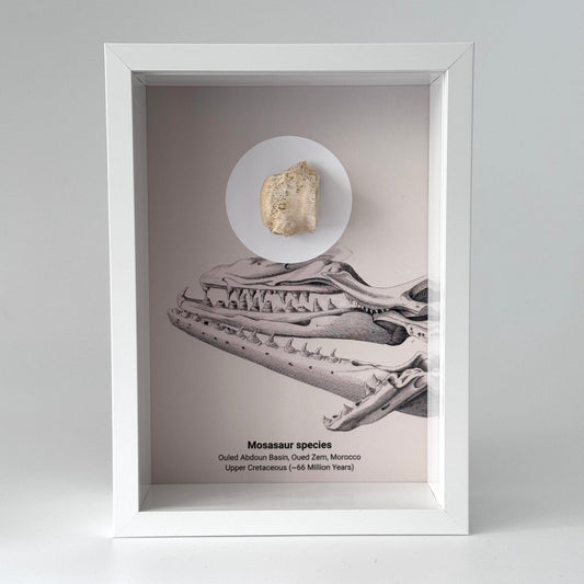 Mosasaur species Fossil Vertabra in Large Deep Box Frame - FossilsAndMore