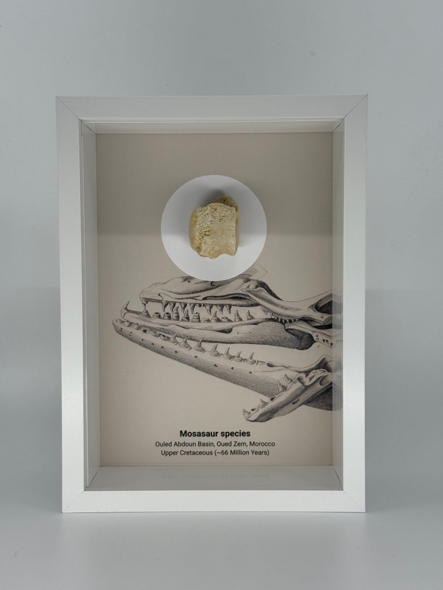 Framed display of a fossilized vertebra and a rock on a neutral background