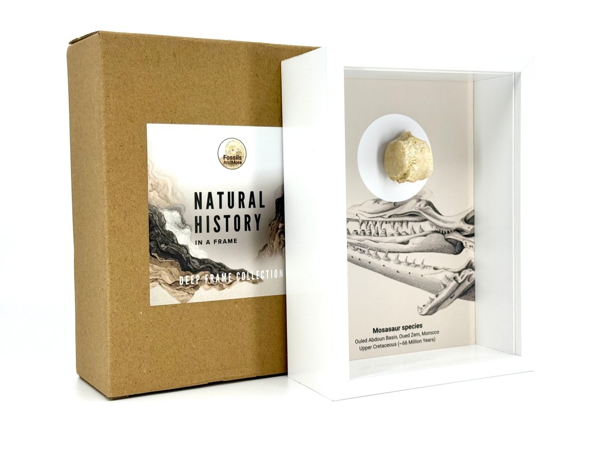 Mosasaur species Fossil Vertabra in Large Deep Box Frame - FossilsAndMore