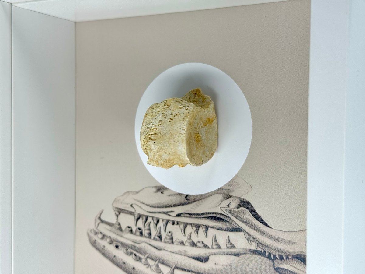 Mosasaur species Fossil Vertabra in Large Deep Box Frame - FossilsAndMore