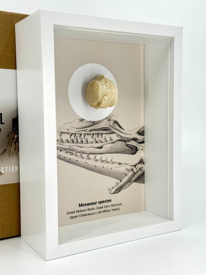 Mosasaur species Fossil Vertabra in Large Deep Box Frame - FossilsAndMore