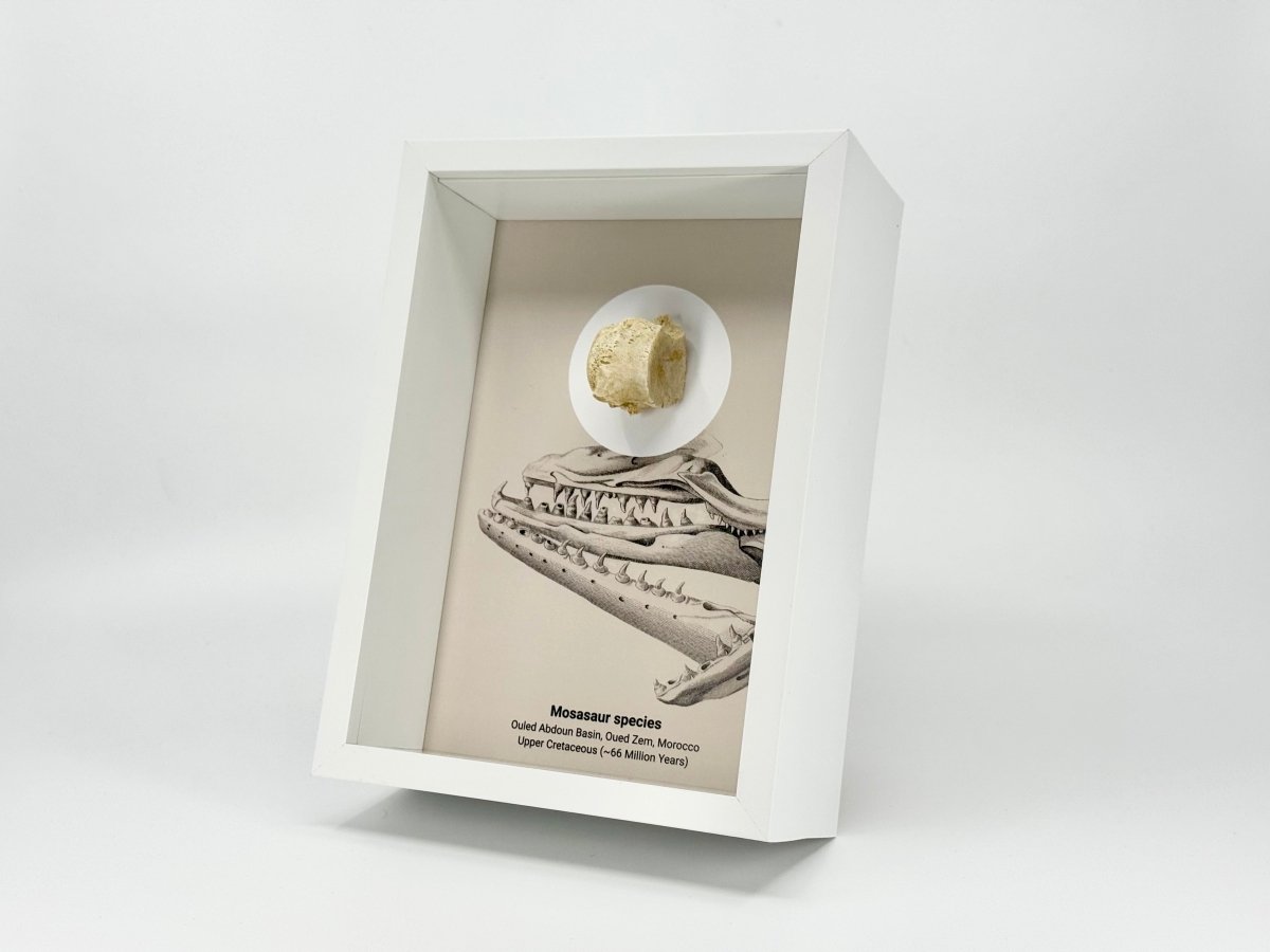 Mosasaur species Fossil Vertabra in Large Deep Box Frame - FossilsAndMore