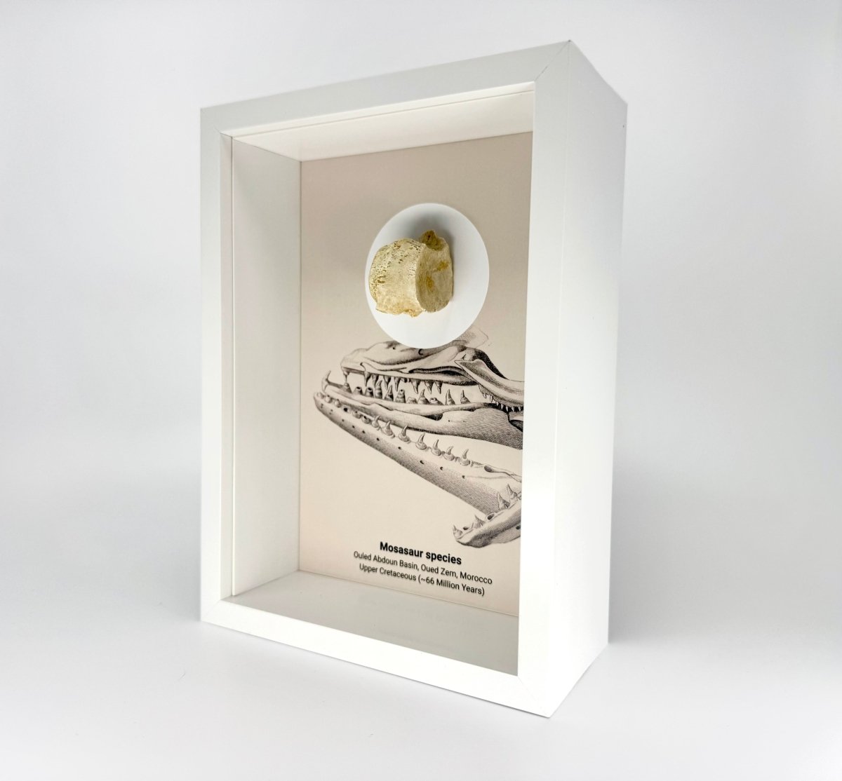 Mosasaur species Fossil Vertabra in Large Deep Box Frame - FossilsAndMore