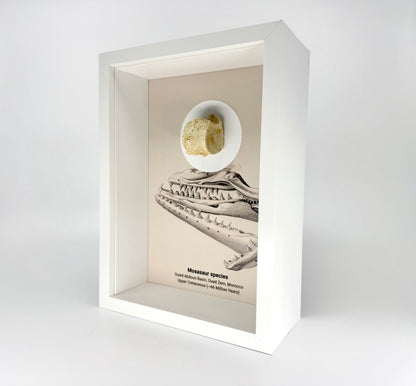 Mosasaur species Fossil Vertabra in Large Deep Box Frame - FossilsAndMore