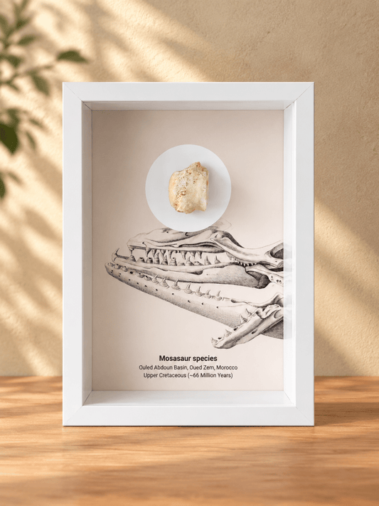 Mosasaur species Fossil Vertebra in Large Deep Box Frame - FossilsAndMore