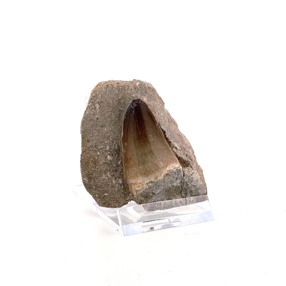 Mosasaur Tooth (1.38") on Matrix from Morocco, Late Cretaceous - FossilsAndMore