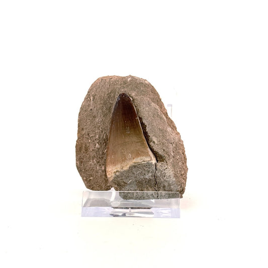 Mosasaur Tooth (1.38") on Matrix from Morocco, Late Cretaceous - FossilsAndMore