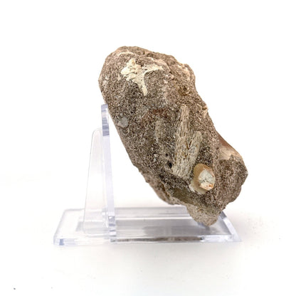 Mosasaur Tooth (1.46") on Matrix from Morocco, Late Cretaceous - FossilsAndMore