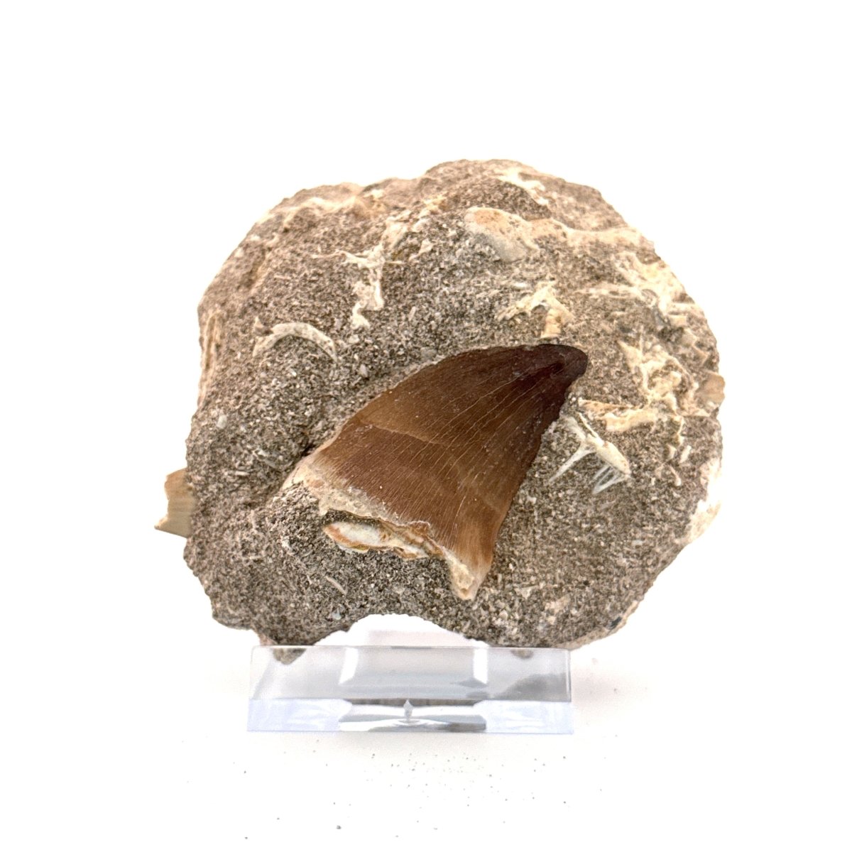 Mosasaur Tooth (1.46") on Matrix from Morocco, Late Cretaceous - FossilsAndMore