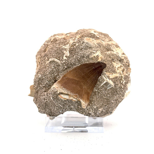 Mosasaur Tooth (1.46") on Matrix from Morocco, Late Cretaceous - FossilsAndMore