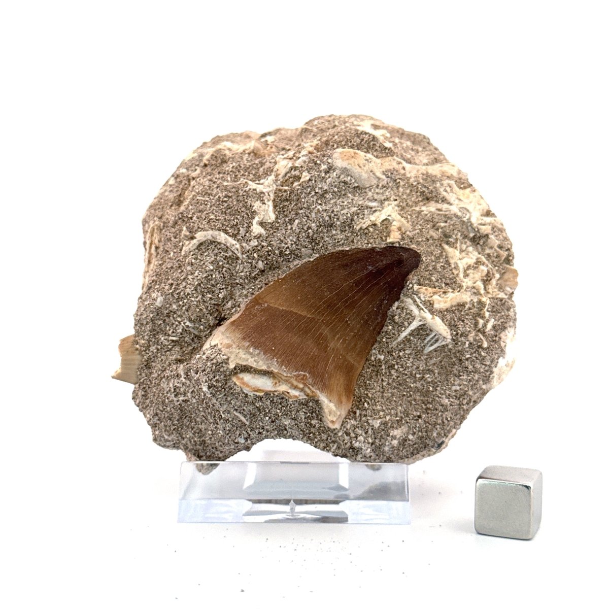 Mosasaur Tooth (1.46") on Matrix from Morocco, Late Cretaceous - FossilsAndMore