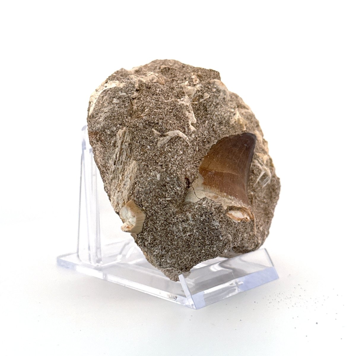 Mosasaur Tooth (1.46") on Matrix from Morocco, Late Cretaceous - FossilsAndMore