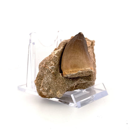 Mosasaur Tooth (1.52") on Matrix from Morocco, Late Cretaceous - FossilsAndMore
