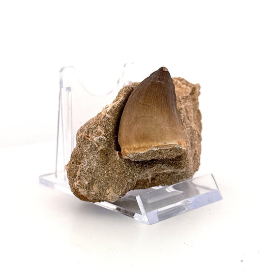 Mosasaur Tooth (1.52") on Matrix from Morocco, Late Cretaceous - FossilsAndMore